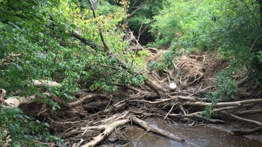 Stream Debris Removal Program